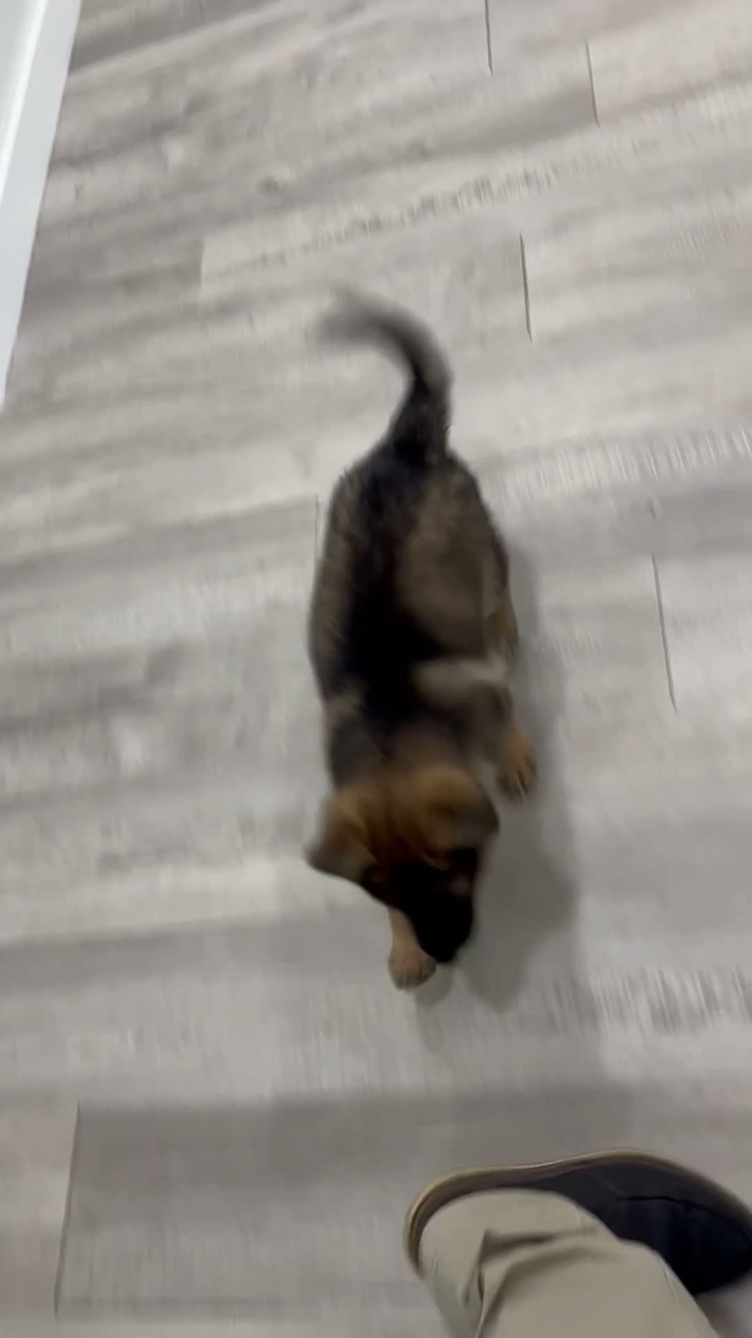 German Shepherd dogs for sale: Mandy - Video 1