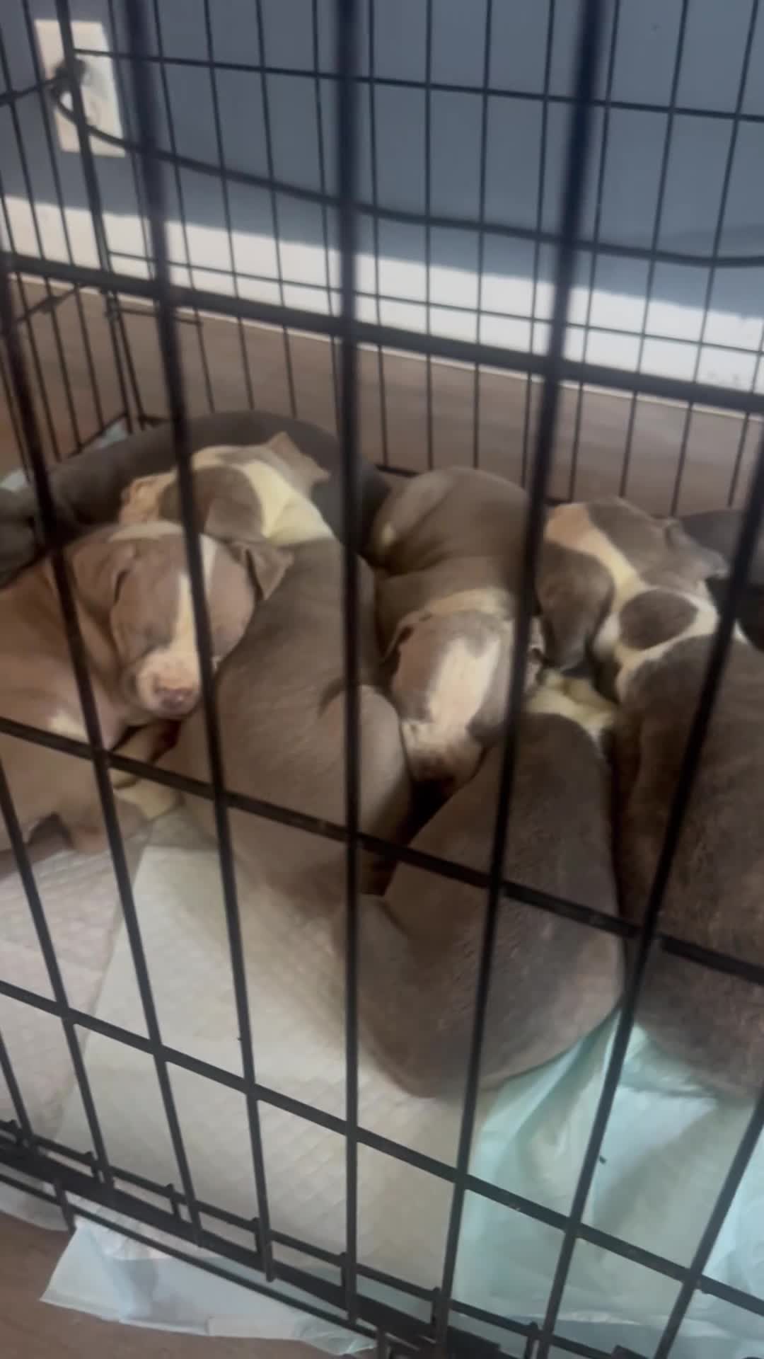 American Pit Bull Terrier dogs for sale: American Pit Bull Terrier 3 - Video 1