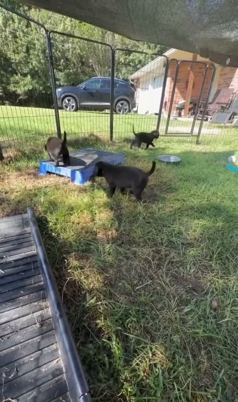 Labrador Retriever dogs for sale: Ash - Video 1