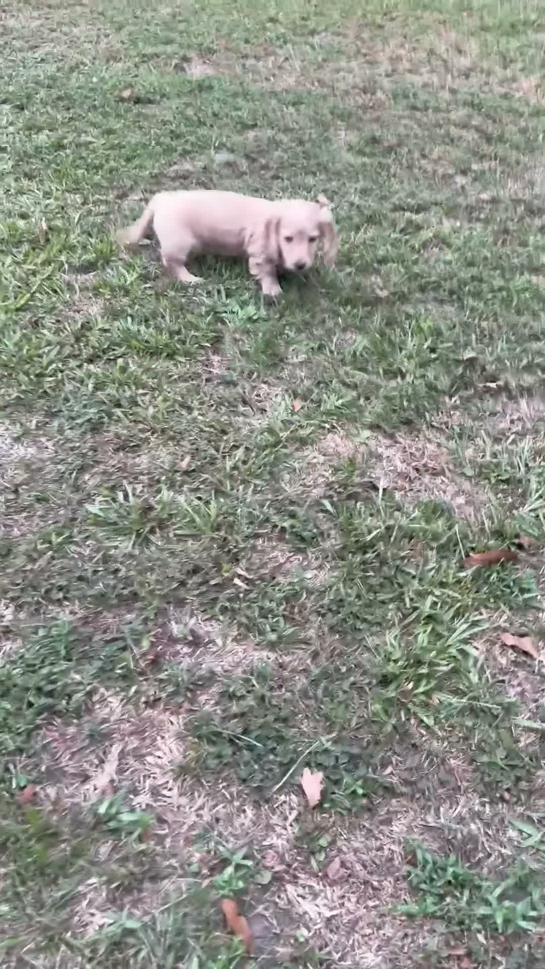 Miniature Dachshund dogs for sale: Miniature Dachshund 2 - Video 2