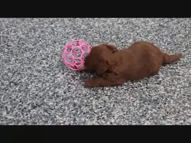 Mini Goldendoodle dogs for sale: Bozo - Video 1