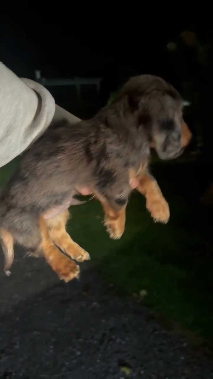 Miniature Dachshund dogs for sale: Mikko  - Video 1