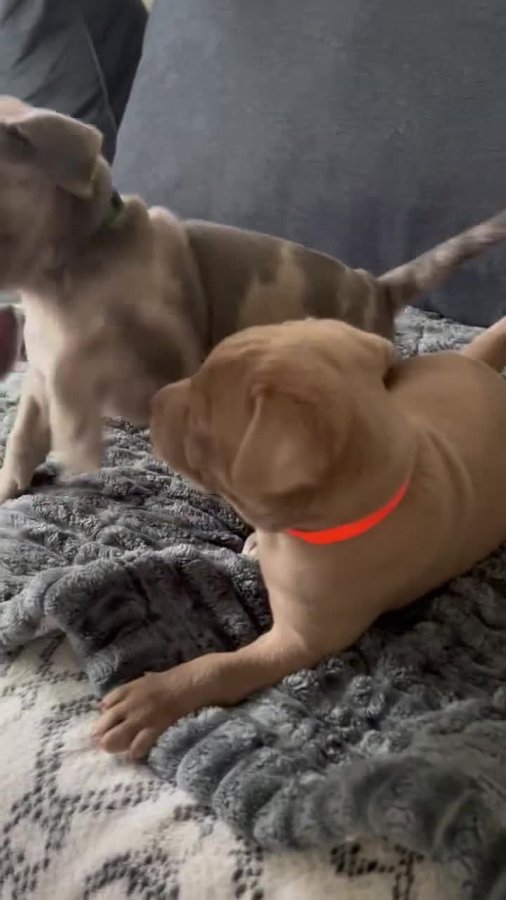 Mixed Breed dogs for sale: Blue - Video 6