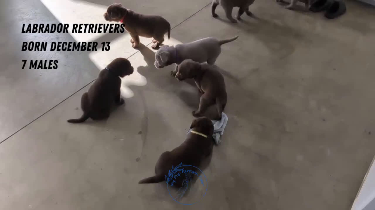 Labrador Retriever dogs for sale: Bentley  - Video 2