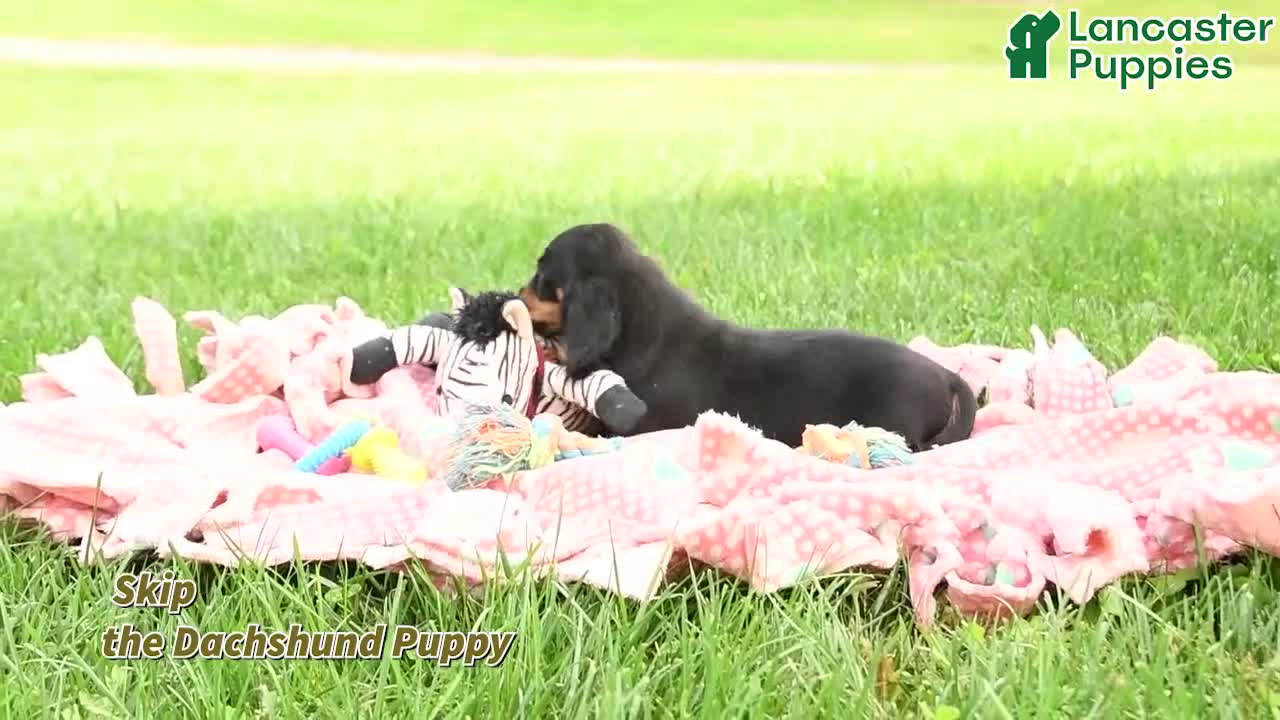 Dachshund dogs for sale: Skip  - Video 1