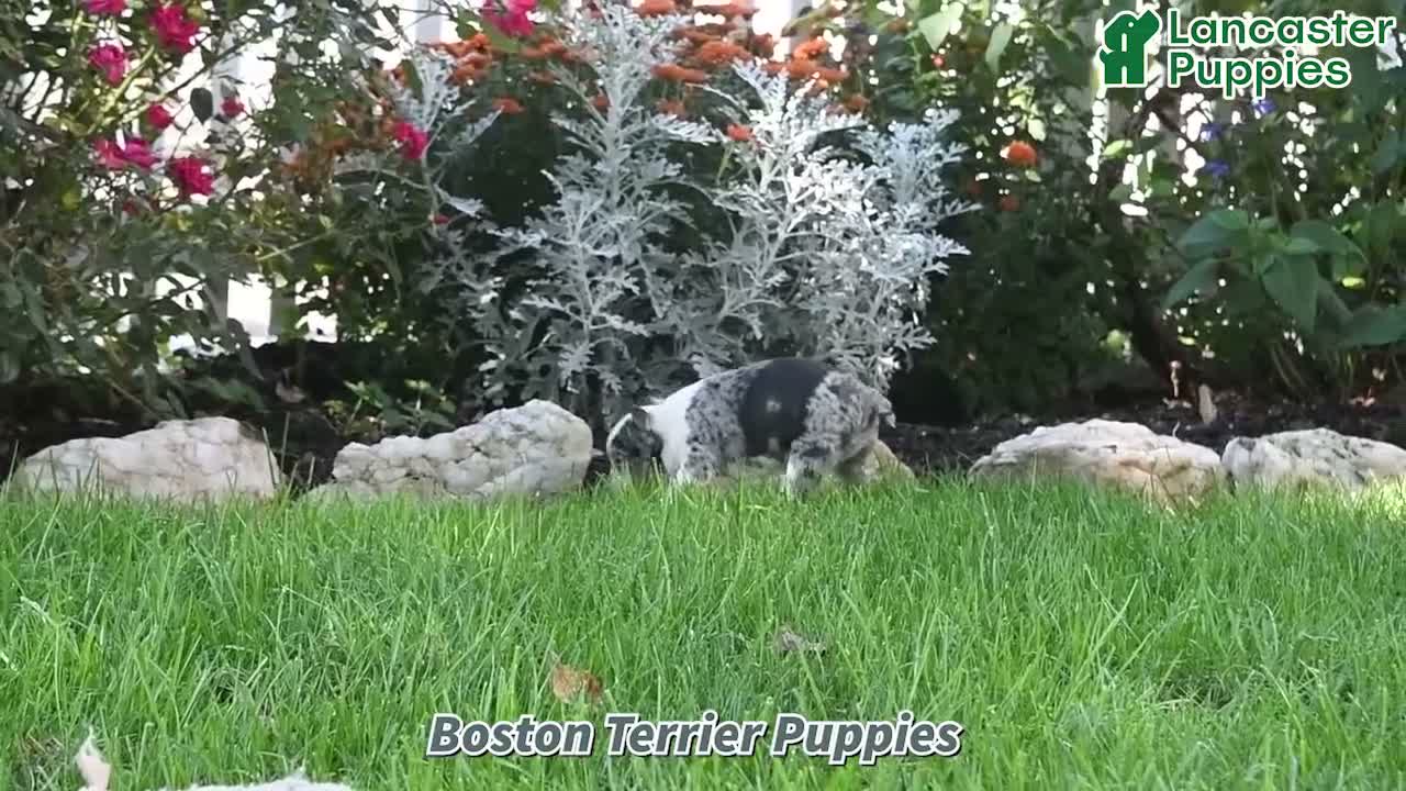 Boston Terrier dogs for sale: Yani - Video 1