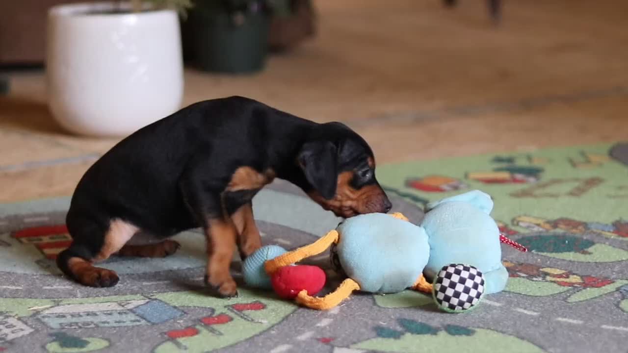 Miniature Pinscher dogs for sale: Lily - Video 1