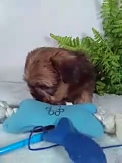 Shorkie dogs for sale: Brody - Video 1