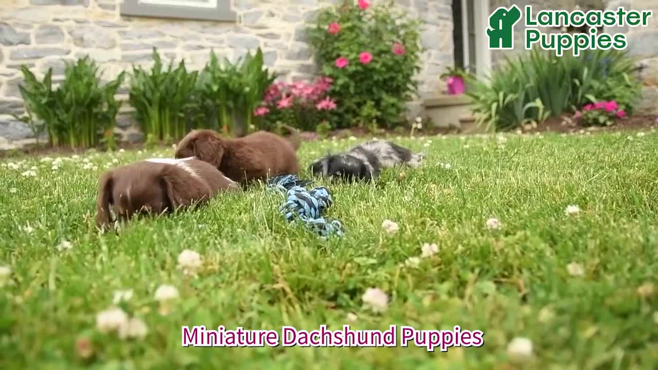 Miniature Dachshund dogs for sale: Sweetheart - Video 1