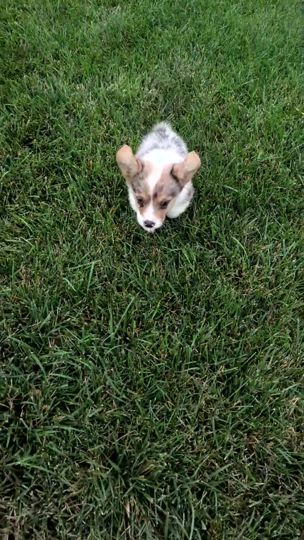 Welsh Corgi Pembroke dogs for sale: Jagger - Video 4