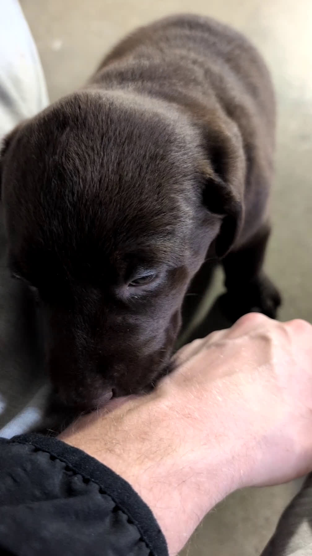 Labrador Retriever dogs for sale: Lola - Video 1