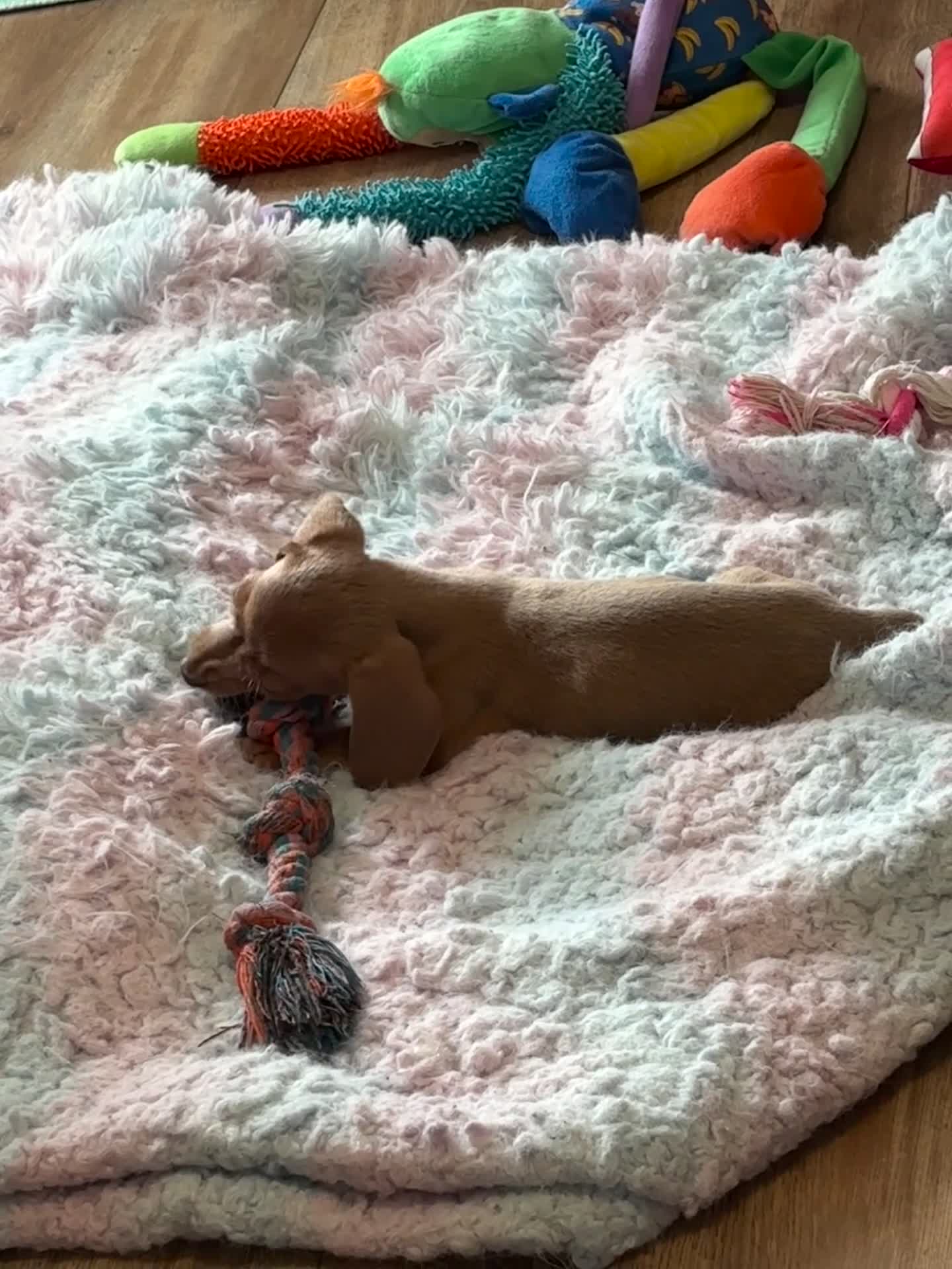Dachshund dogs for sale: Dachshund/Reese - Video 1