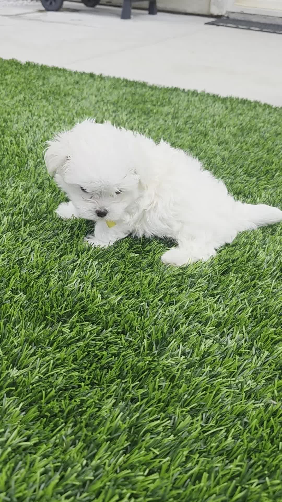 Maltese dogs for sale: 🐶 Female Maltese Puppy – Sweet, Playful & Petite - Video 2