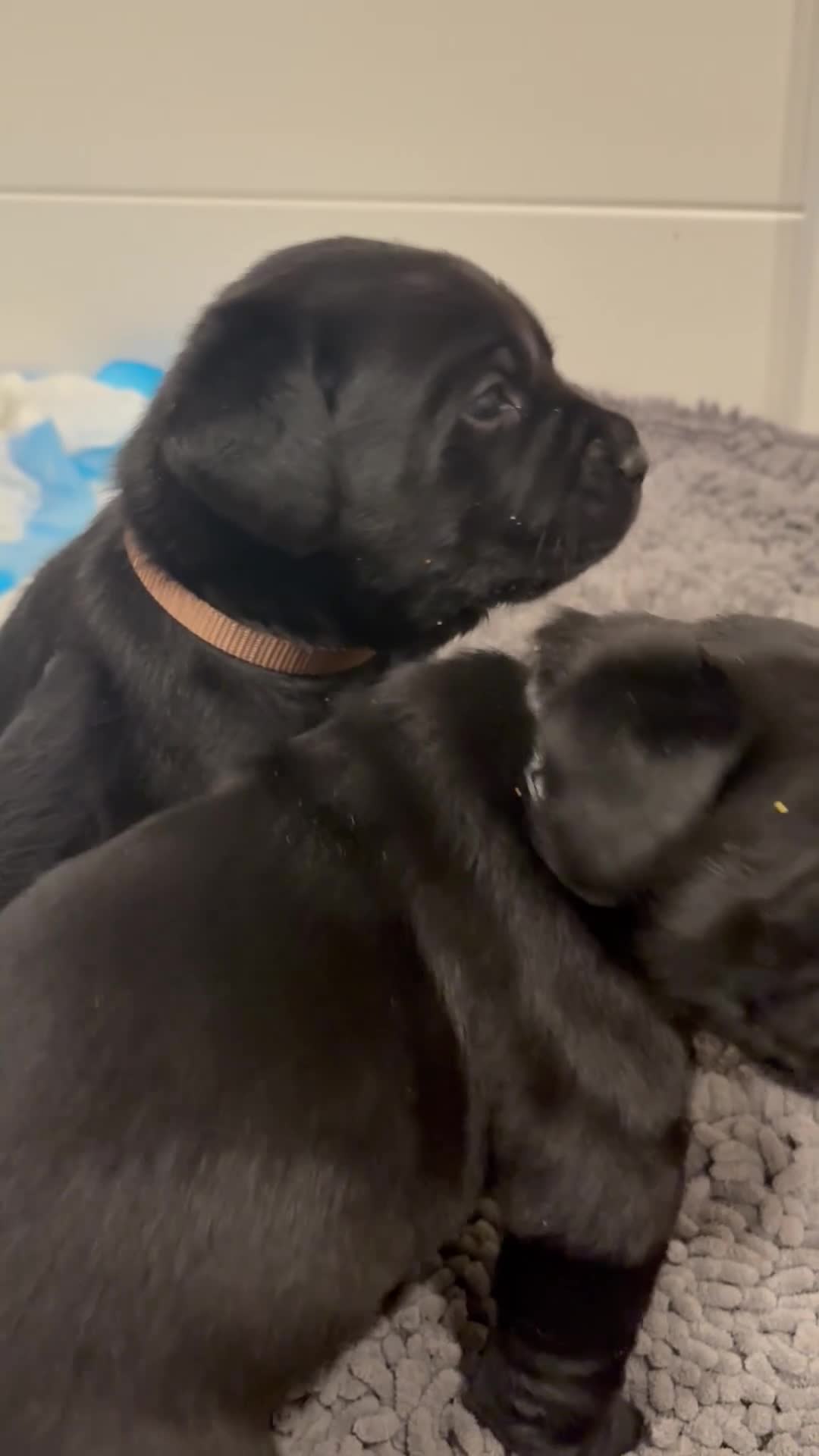 Labrador Retriever dogs for sale: Brown collar boy - Video 1