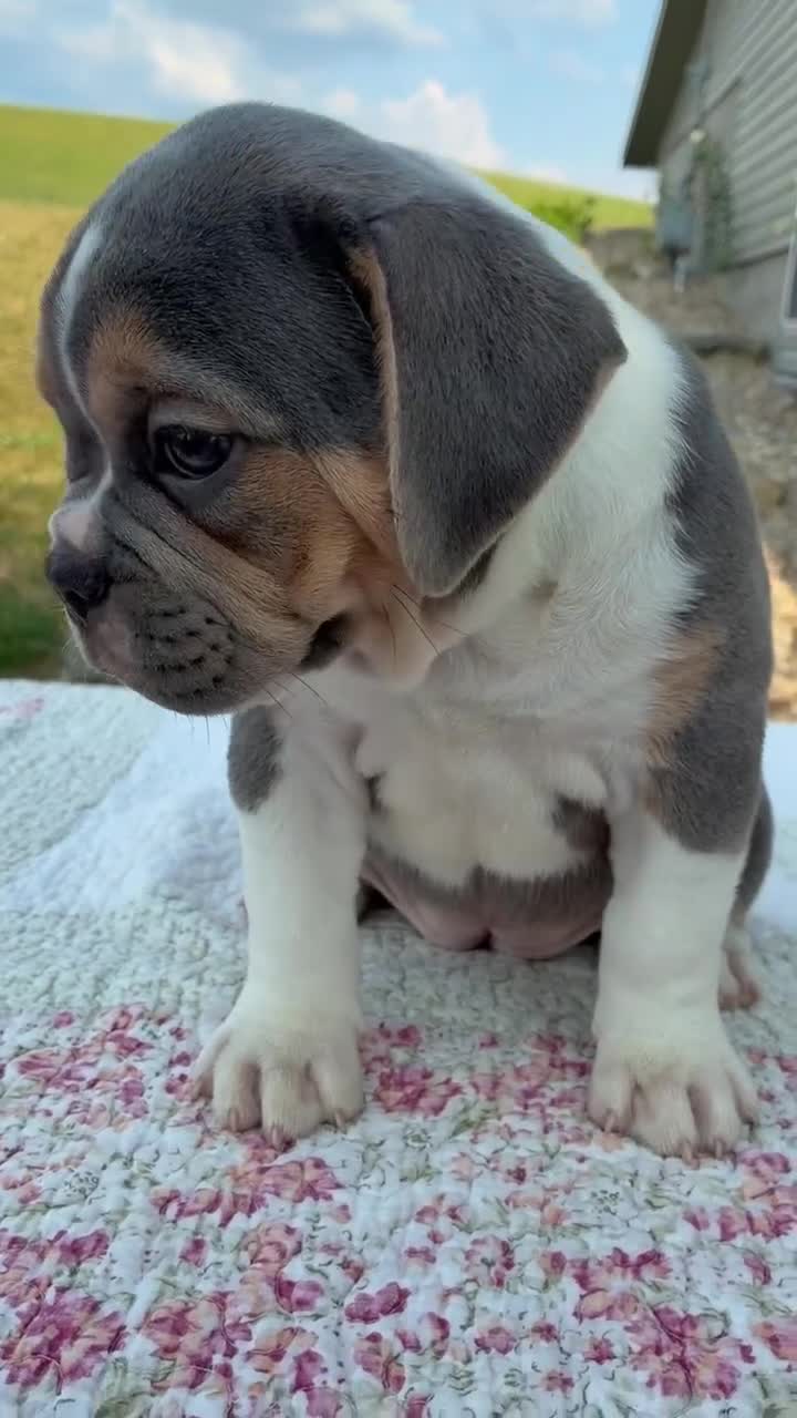 Beabull dogs for sale: Iris - Video 1