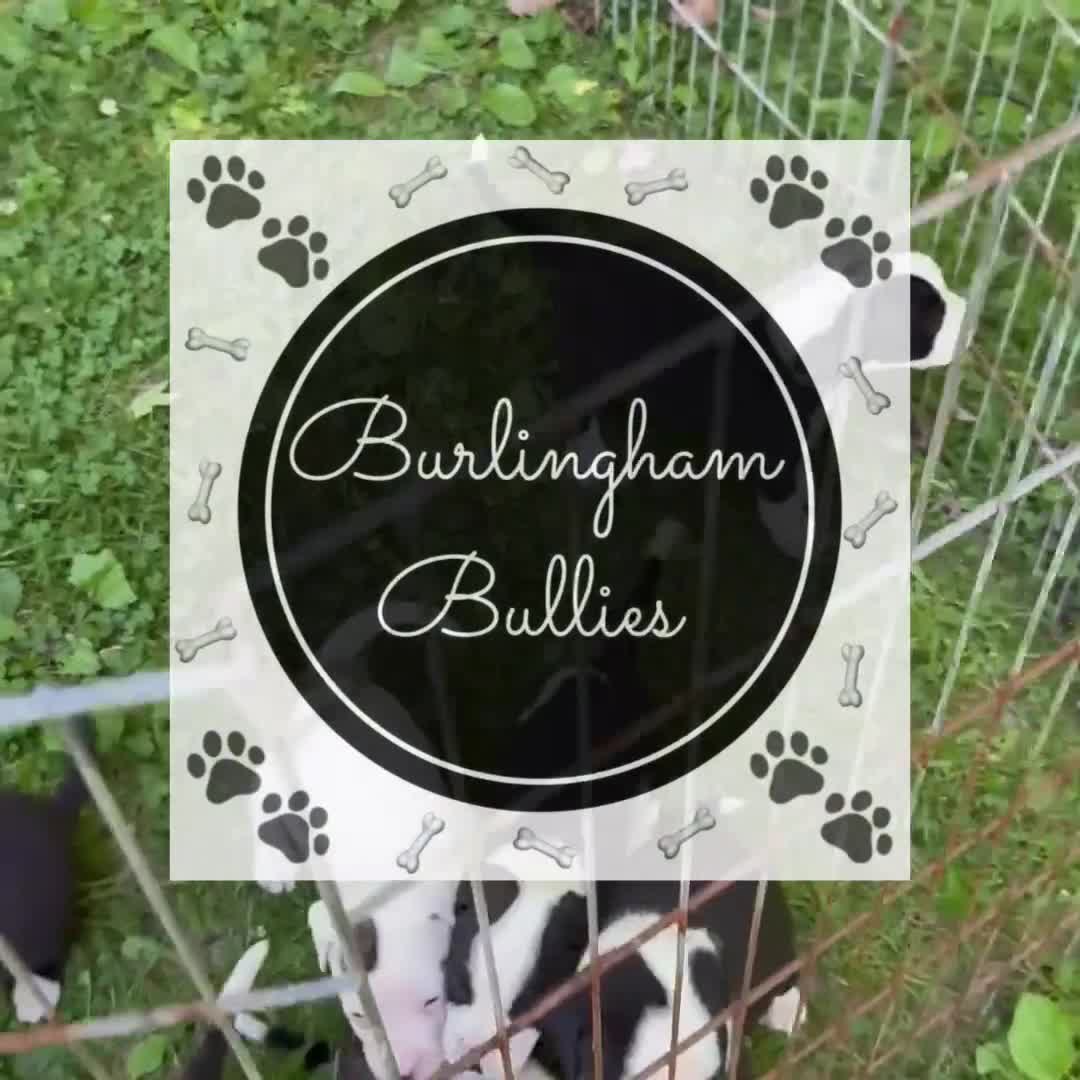 American Bulldog dogs for sale: Male 2 - Video 1