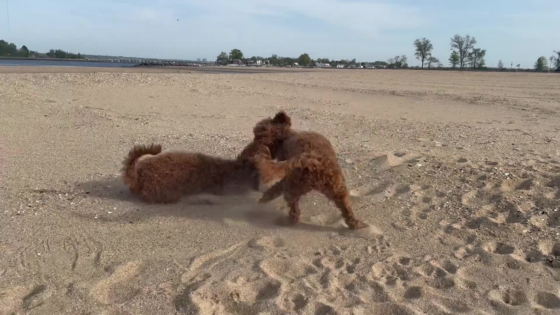 Mini Goldendoodle dogs for sale: Rory - Video 4