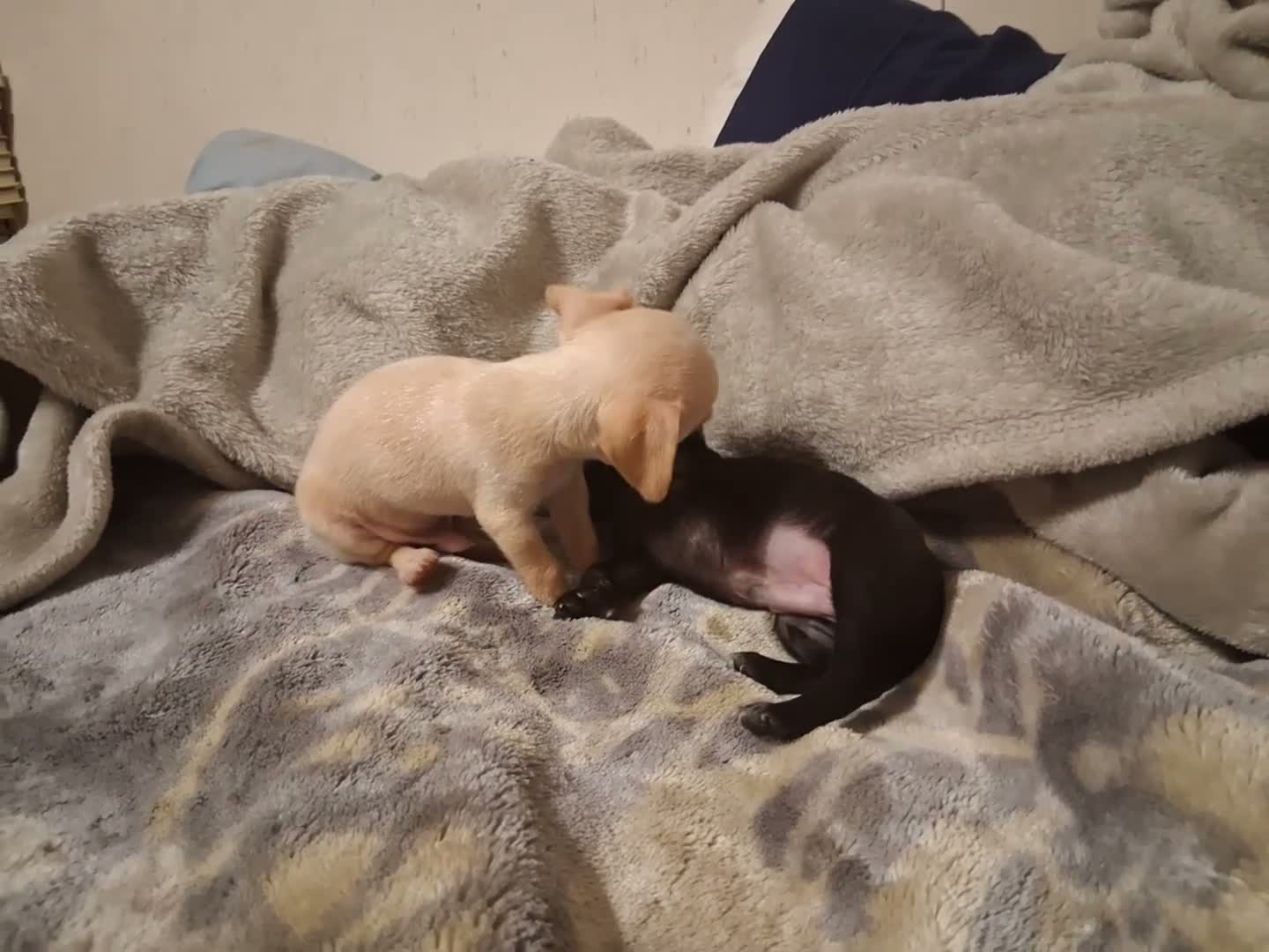 Chihuahua dogs for sale: Chihuahua 2 - Video 1