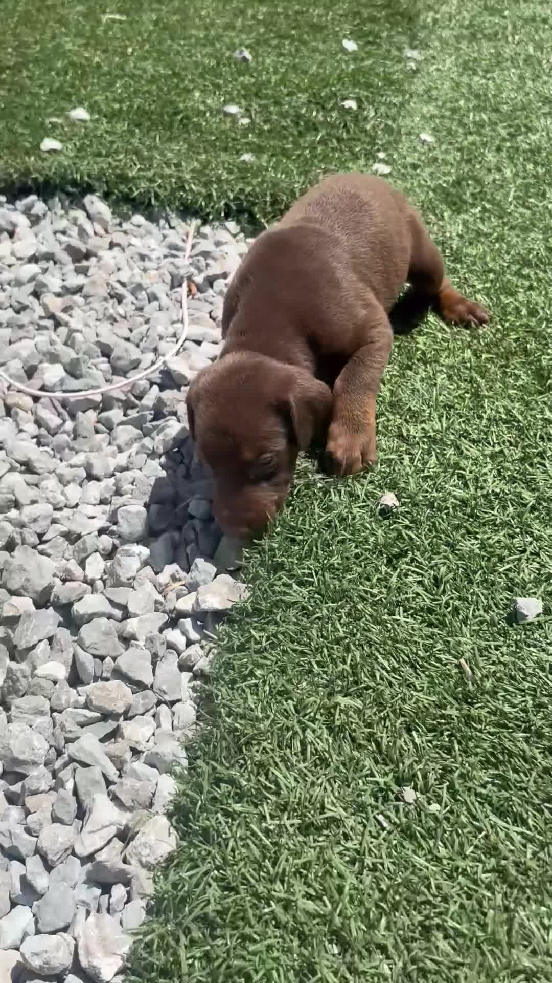 Doberman Pinscher dogs for sale: Zoe - Video 2