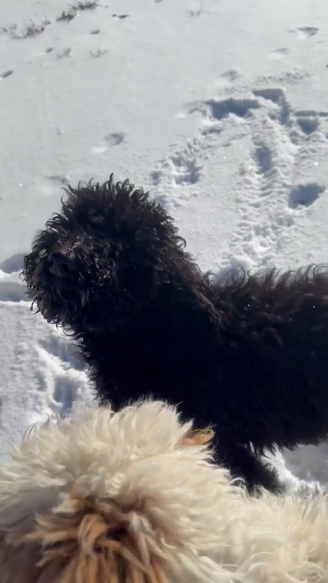 Standard Poodle dogs for sale: Clifford  - Video 4