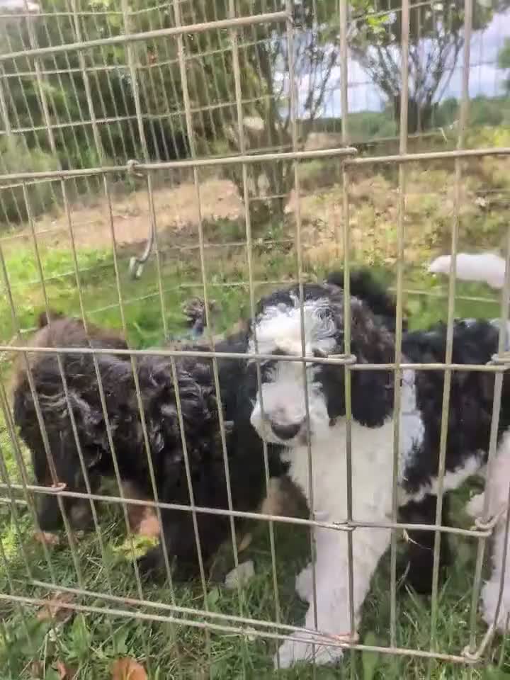 Labradoodle dogs for sale: Labradoodle 1 - Video 2