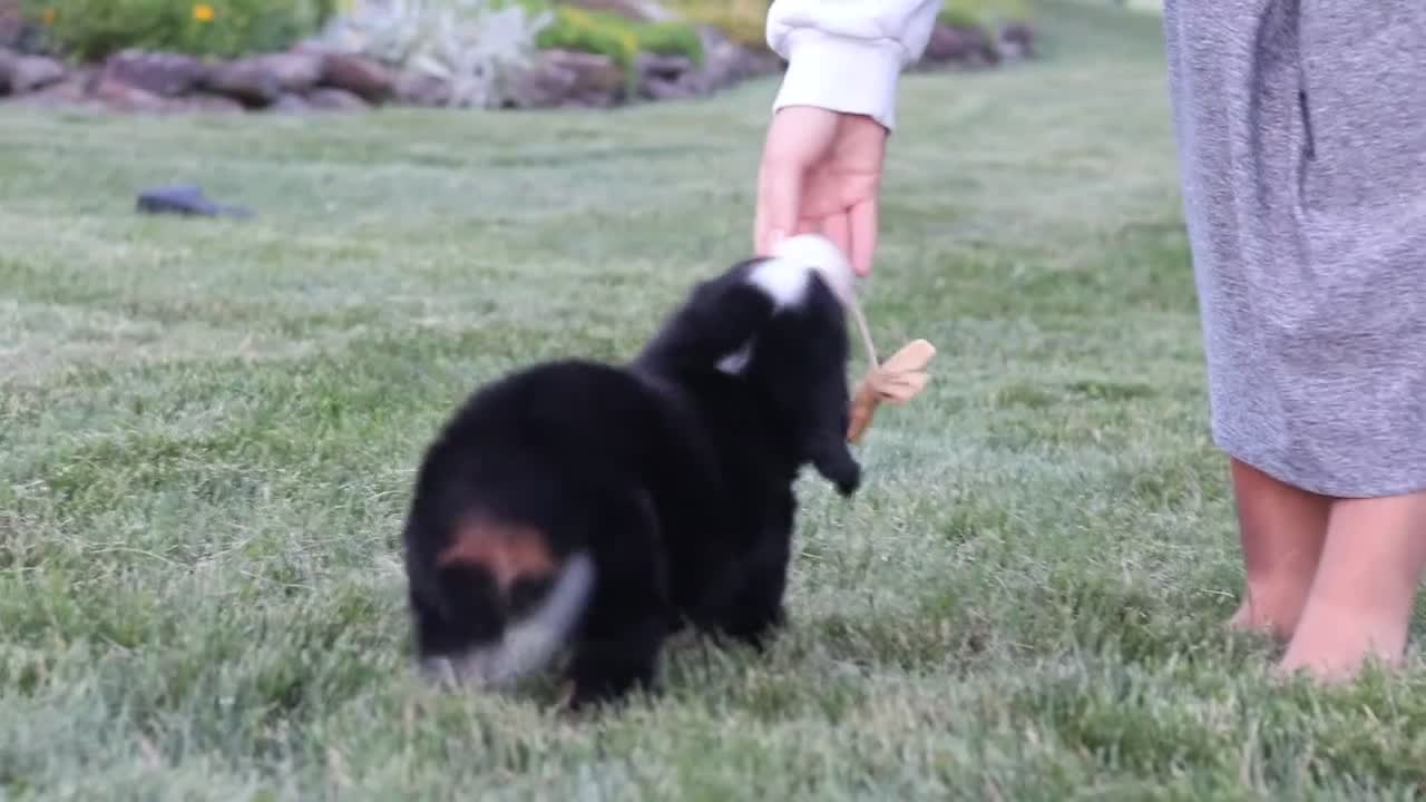 Bernese Mountain Dog dogs for sale: Savannah - Video 1