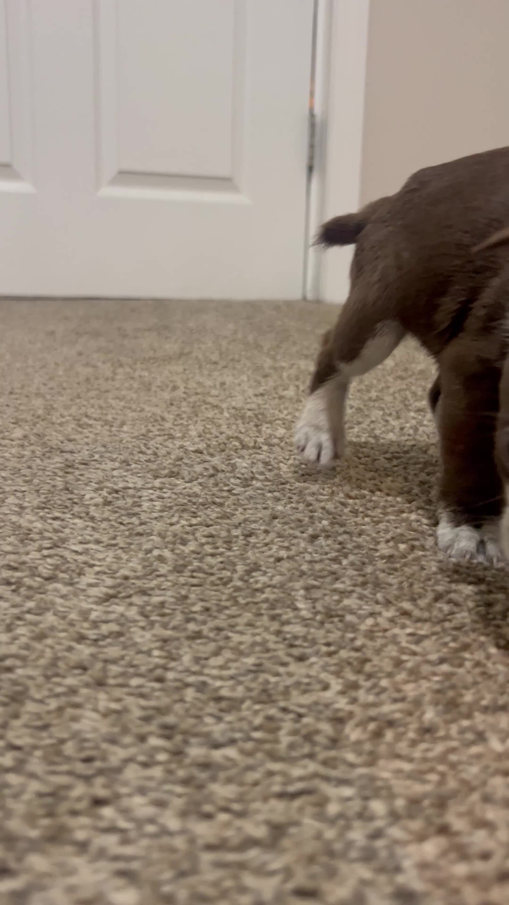 Boston Terrier dogs for sale: Dicky - Video 2