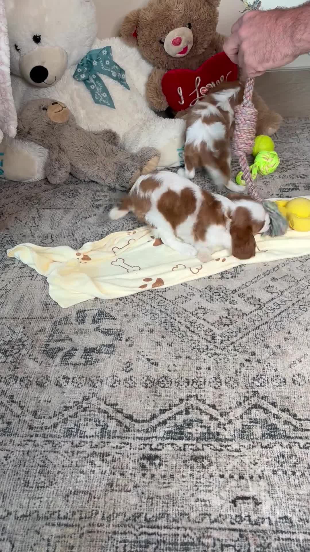 Cavalier King Charles Spaniel dogs for sale: Willow  - Video 1