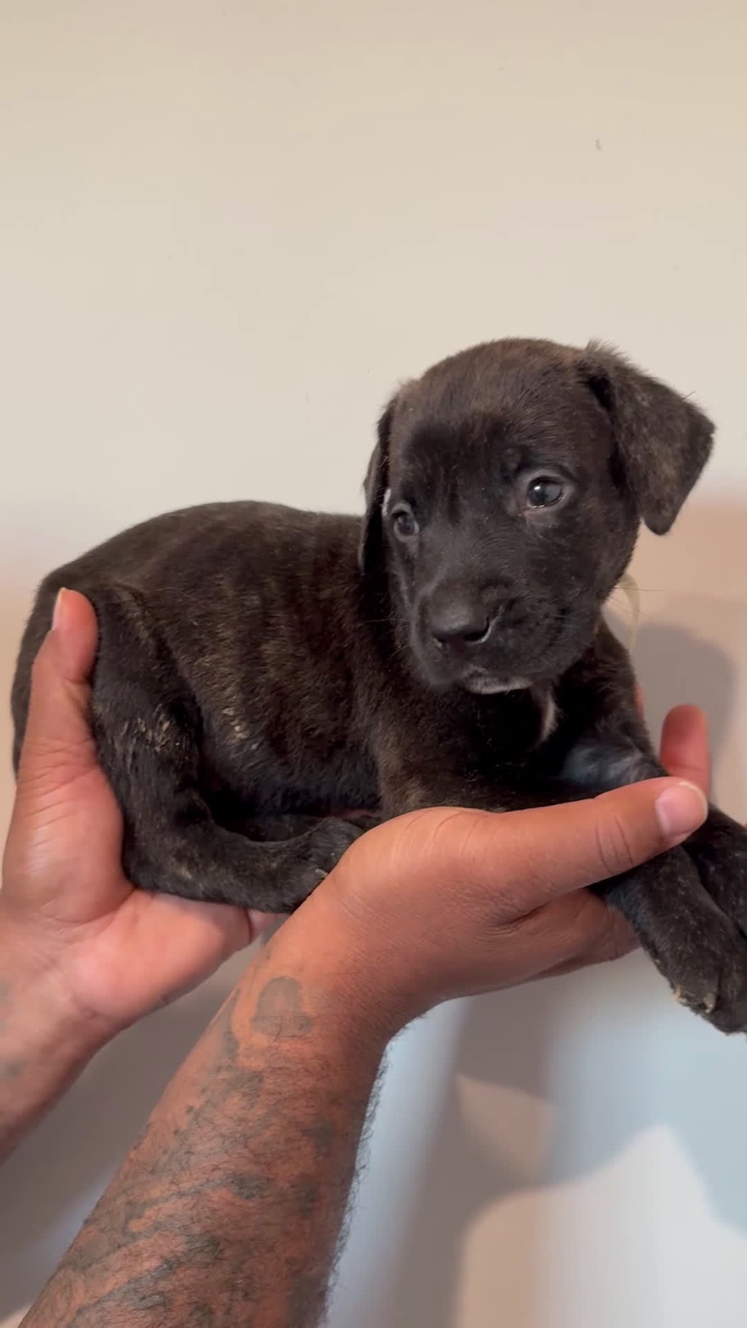Cane Corso dogs for sale: Jax - Video 1