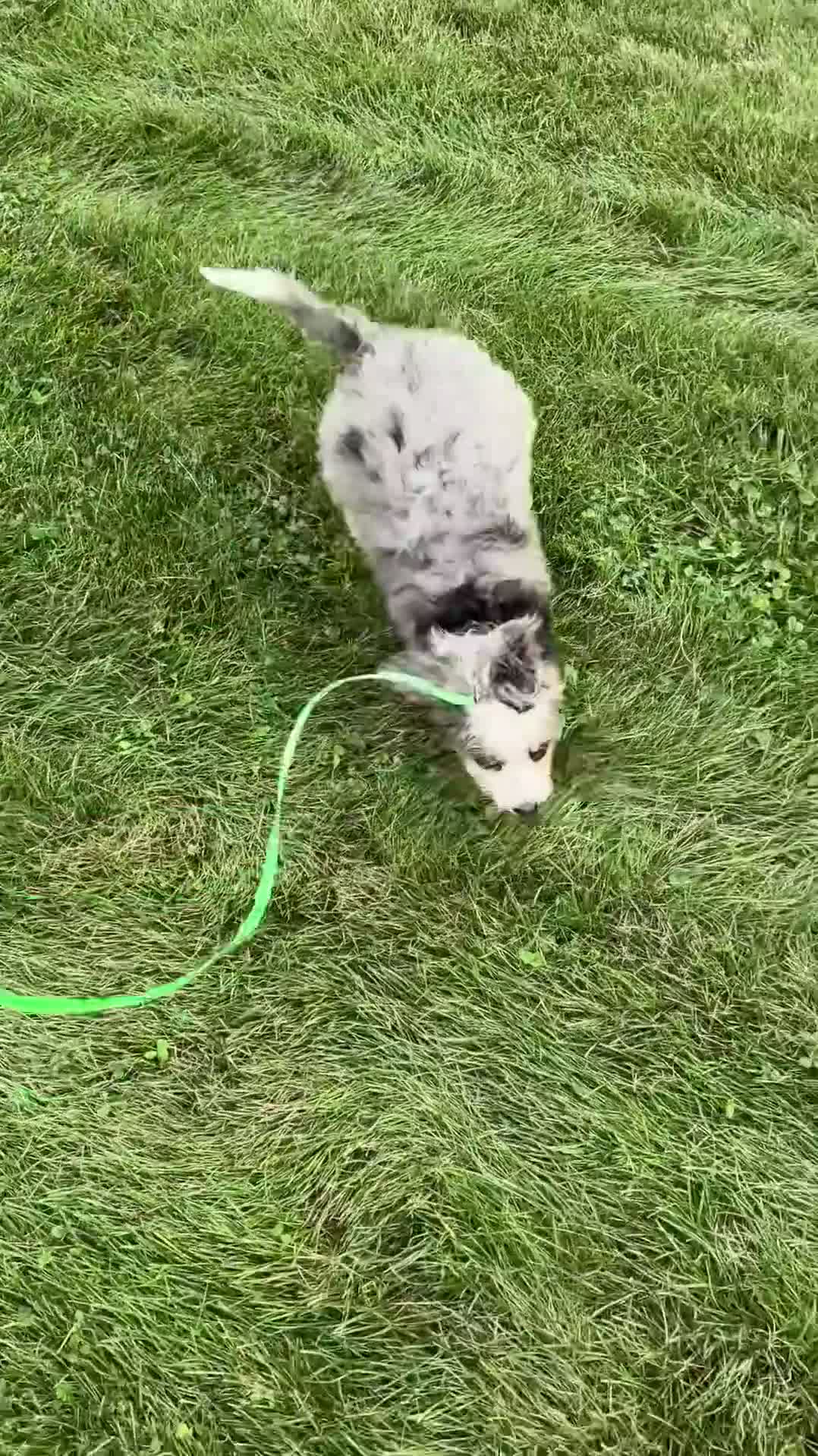 Mini Bernedoodle dogs for sale: Jenna - Video 1