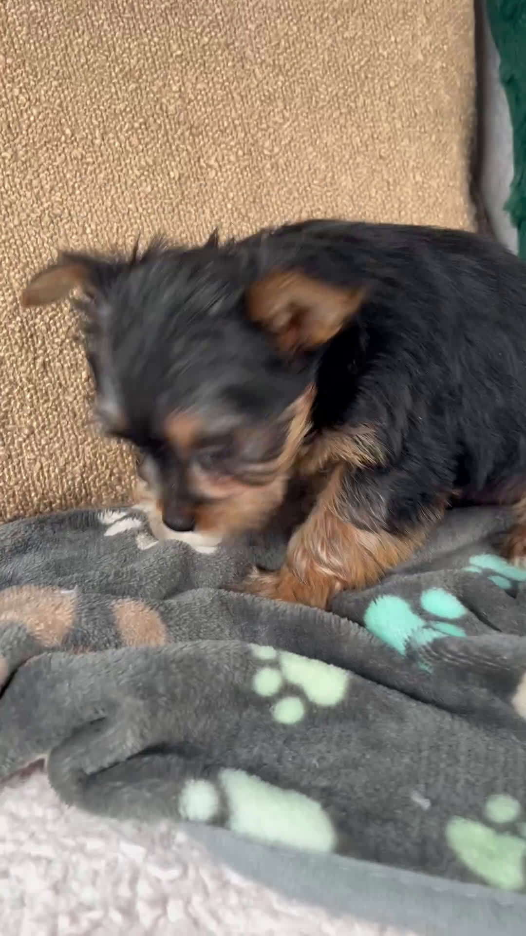 Yorkshire Terrier dogs for sale: Layla - Video 1