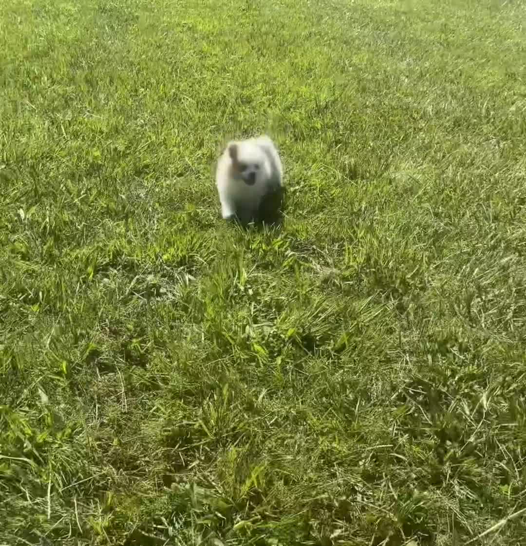 Pomeranian dogs for sale: Fizzle - Video 1
