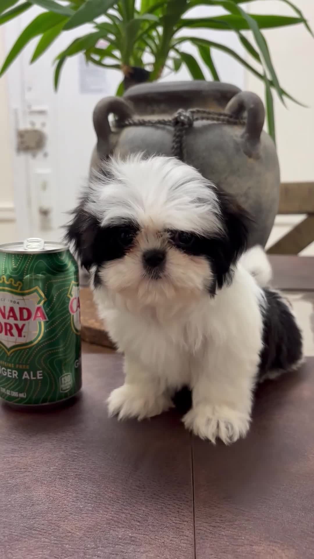 Shih Tzu dogs for sale: May - Video 1