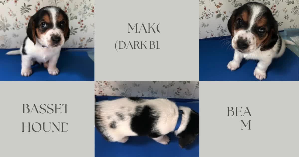 Mixed Breed dogs for sale: Mako - Video 1