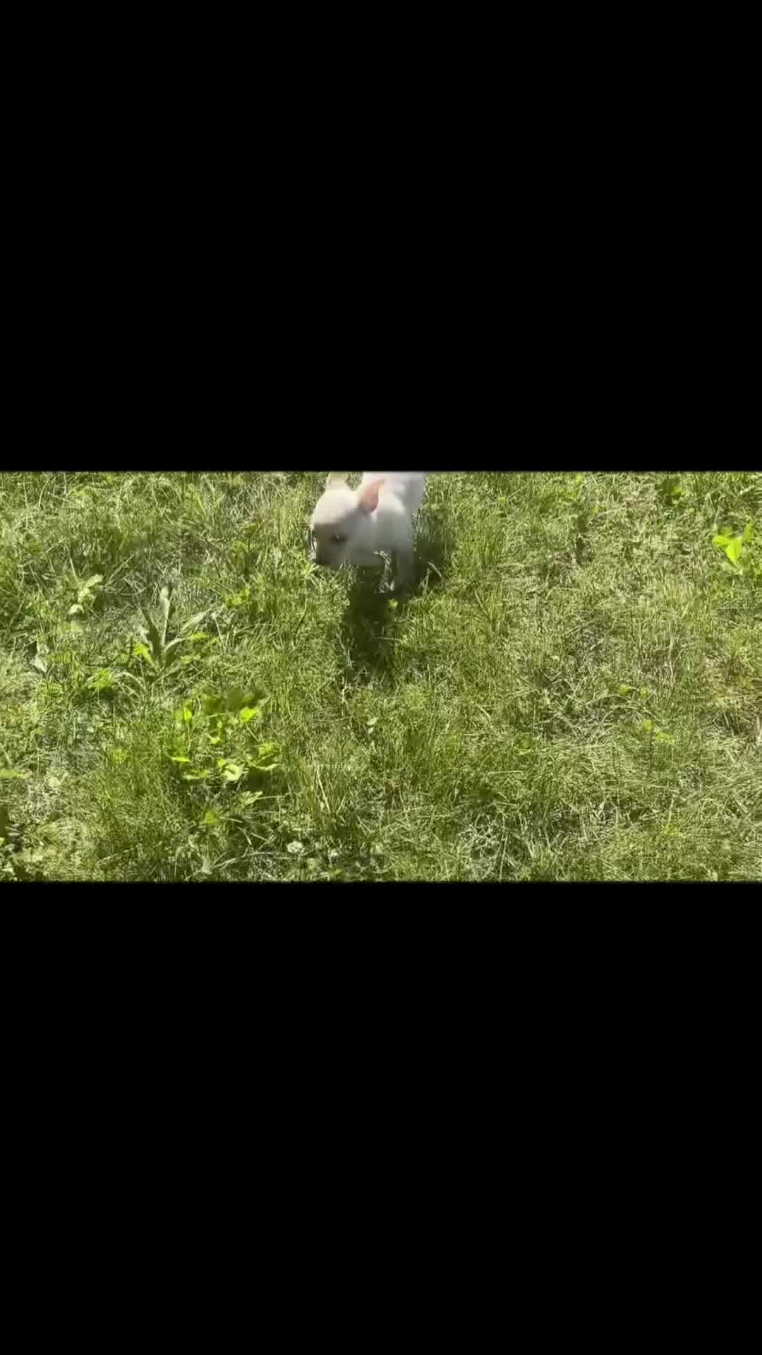 Chihuahua dogs for sale: Coconut - Video 1