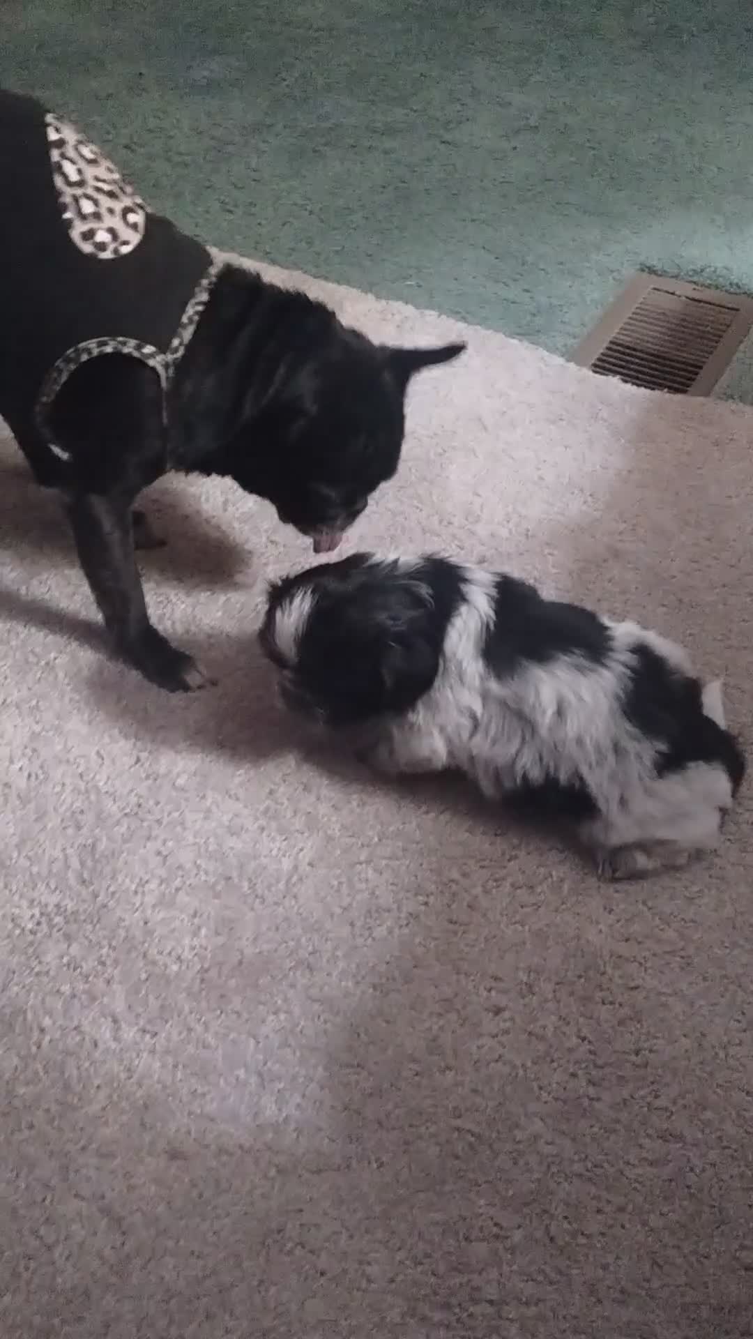 Shih Tzu dogs for sale: Summer - Video 1