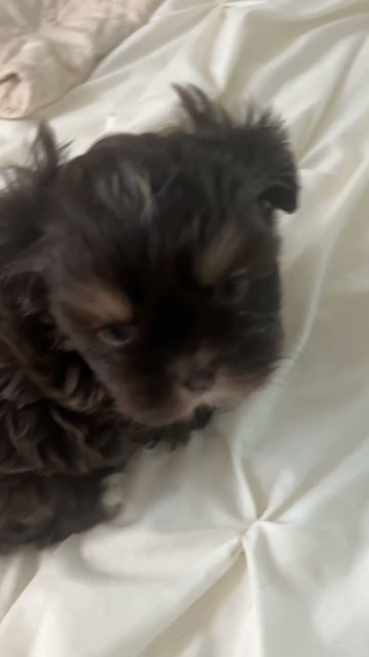 Shih Tzu dogs for sale: Reba - Video 3