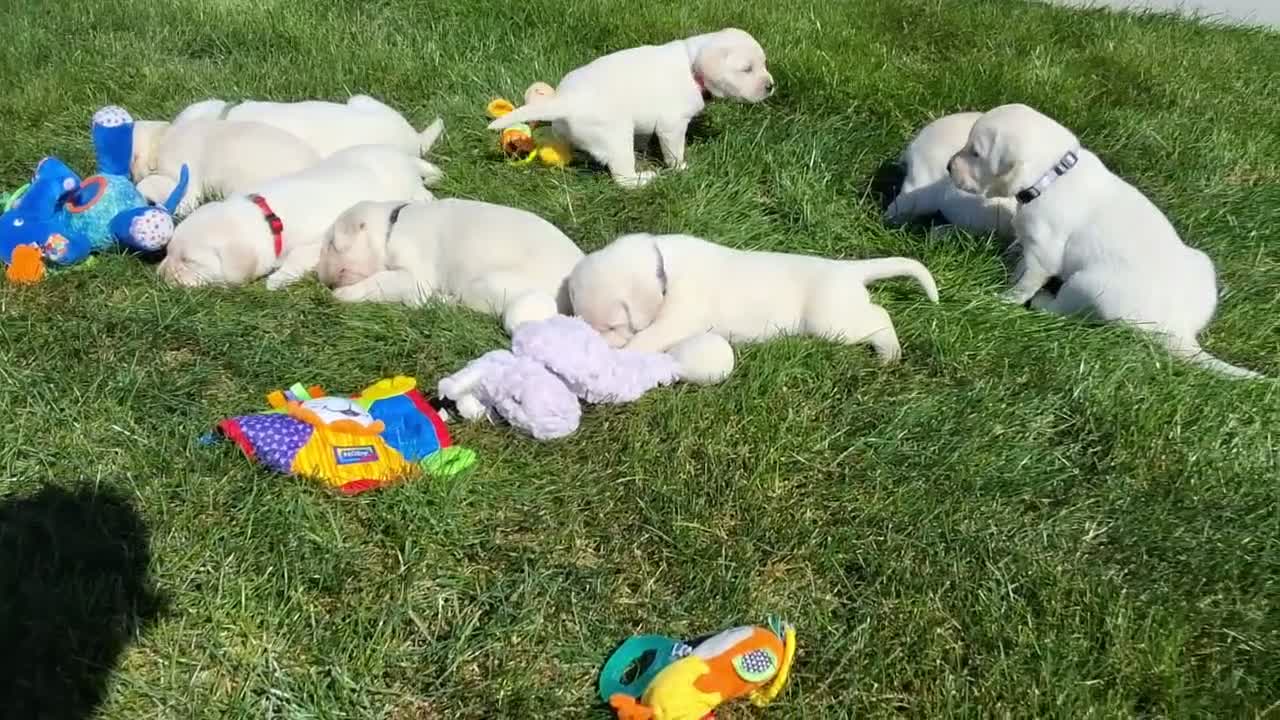 Labrador Retriever dogs for sale: Kyra Labrador Retriever 8 - Video 1