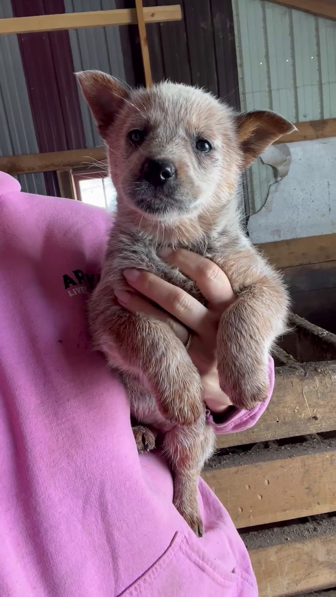 Australian Cattle Dog dogs for sale: Gemma - Video 1