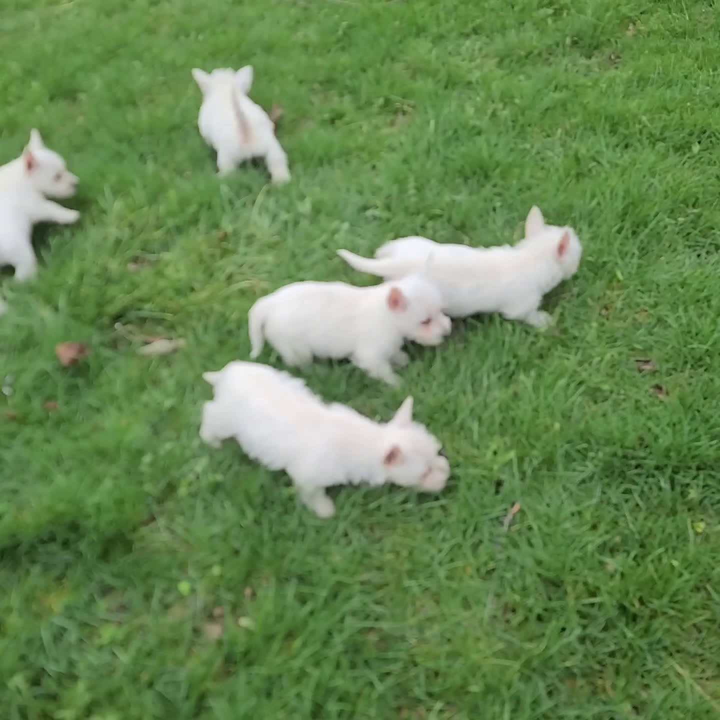 West Highland Terrier dogs for sale: Colby - Video 1