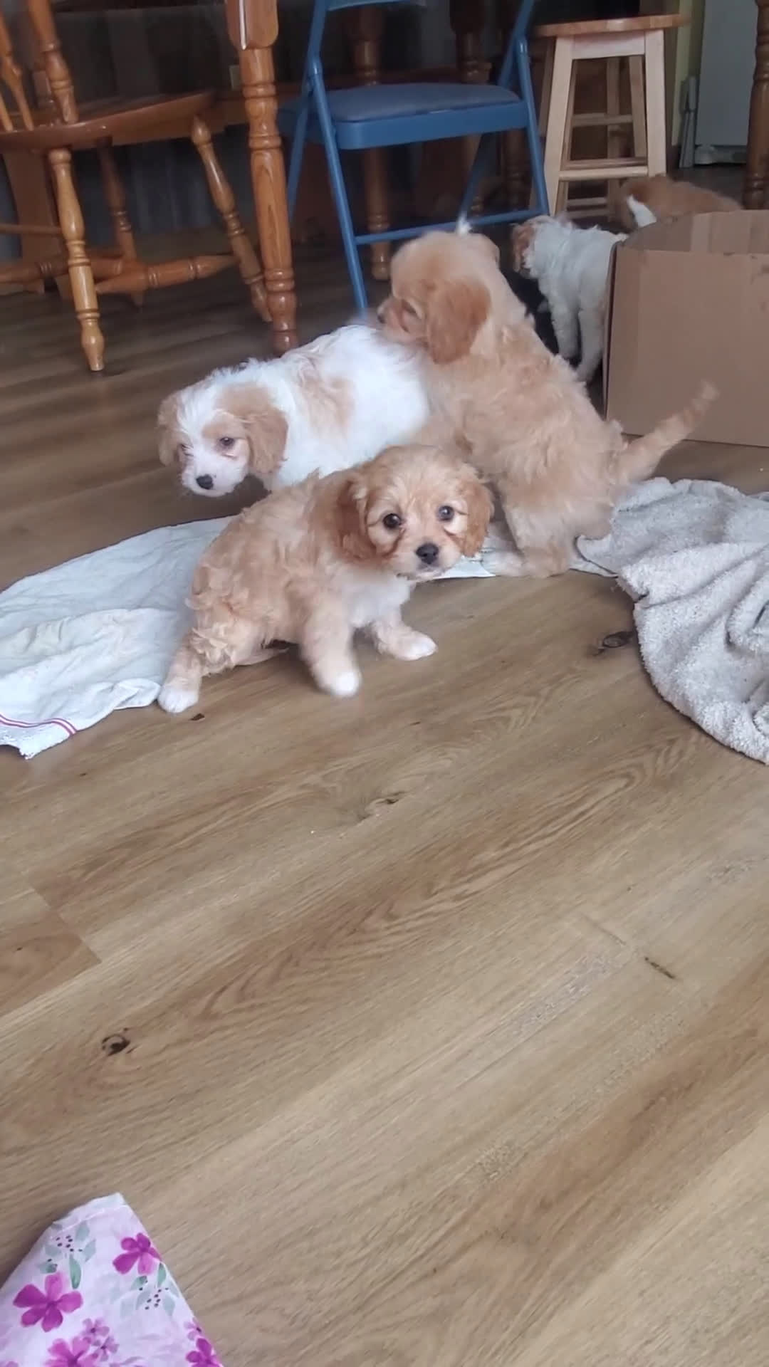 Cavachon dogs for sale: Milky Way - Video 1