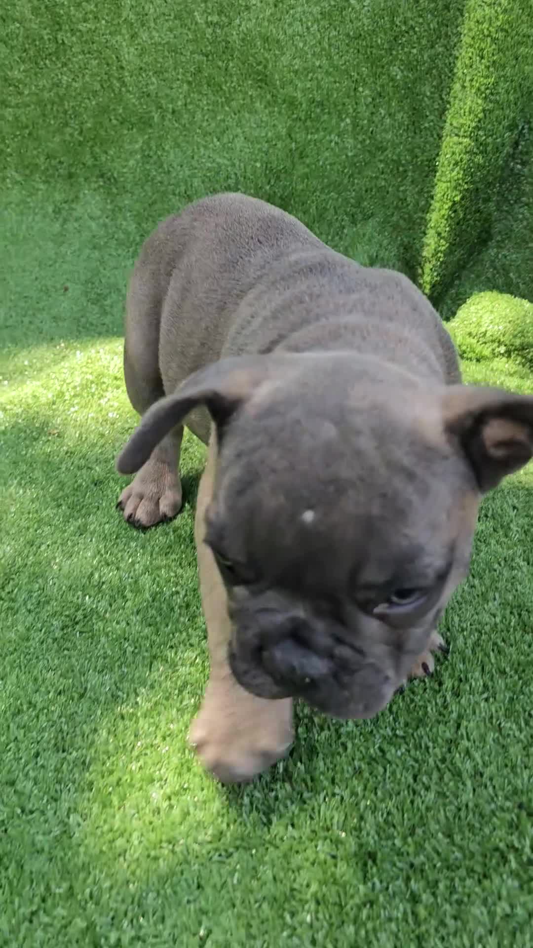 French Bulldog dogs for sale: Gator - Video 1