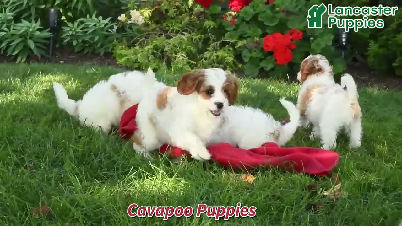 Cavapoo dogs for sale: Meg - Video 1