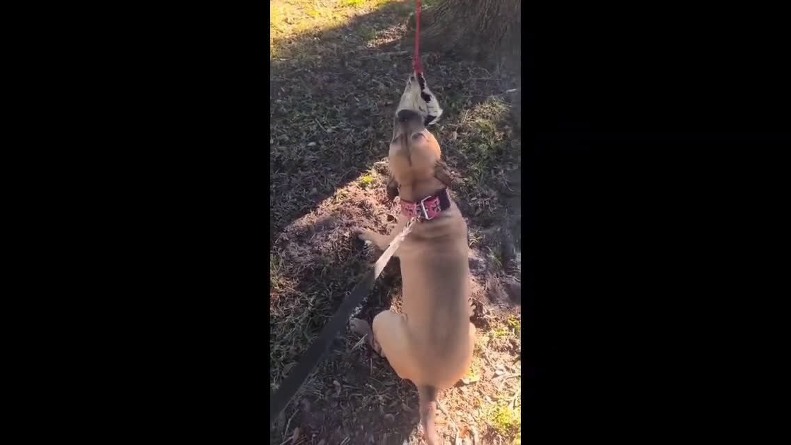 American Pit Bull Terrier dogs for stud: Garner bred stud - Video 1