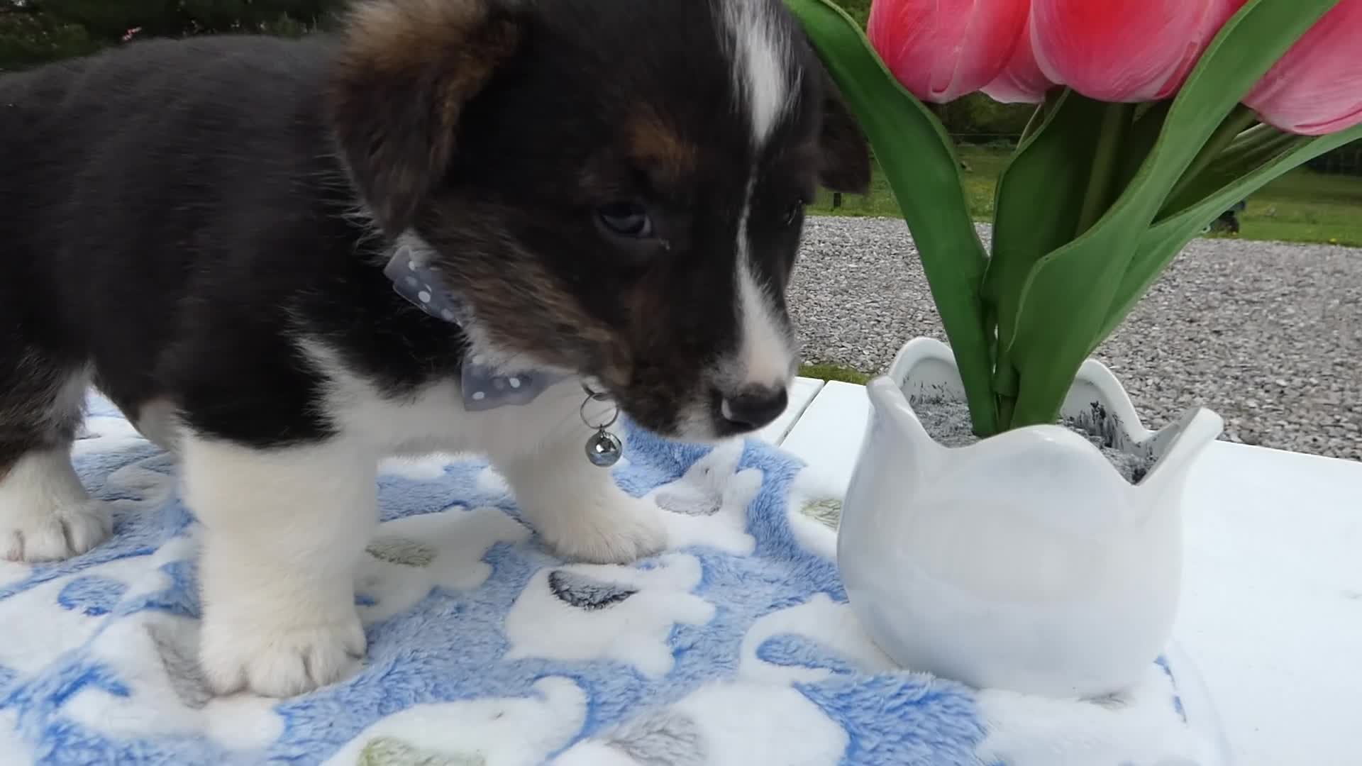 Welsh Corgi Pembroke dogs for sale: Welsh Corgi Pembroke Puppy 2 Scotty - Video 1