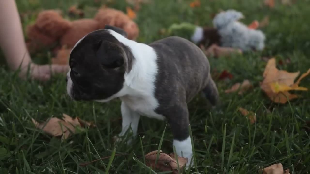 Boston Terrier dogs for sale: Carol Boston Terrier  - Video 2