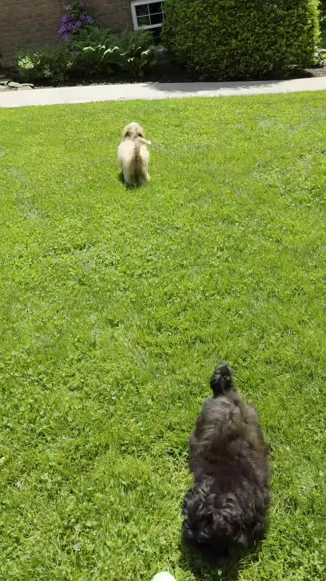 Shihpoo dogs for sale: Hudson - Video 1
