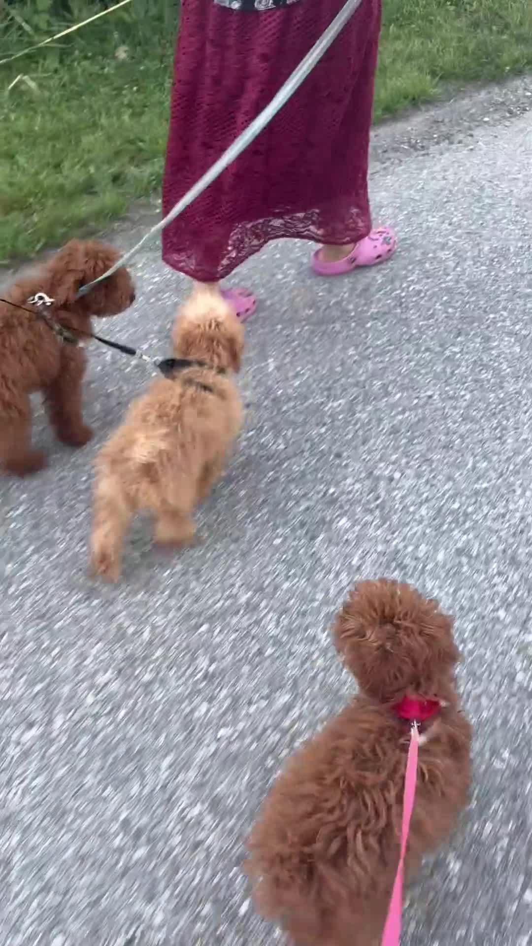 Toy Poodle dogs for sale: Nila - Video 1