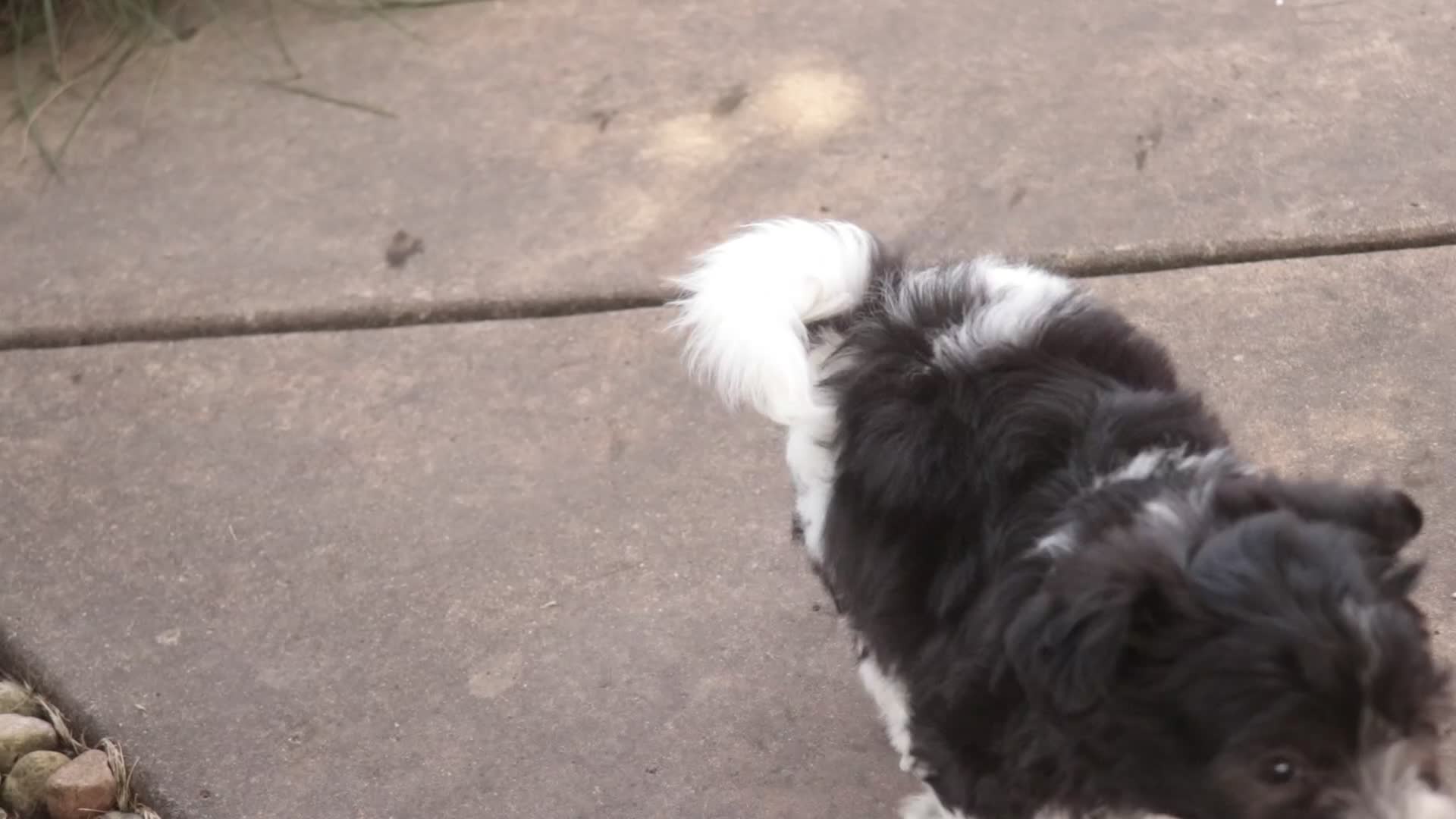 Havanese dogs for sale: Apollo Havanese  - Video 2