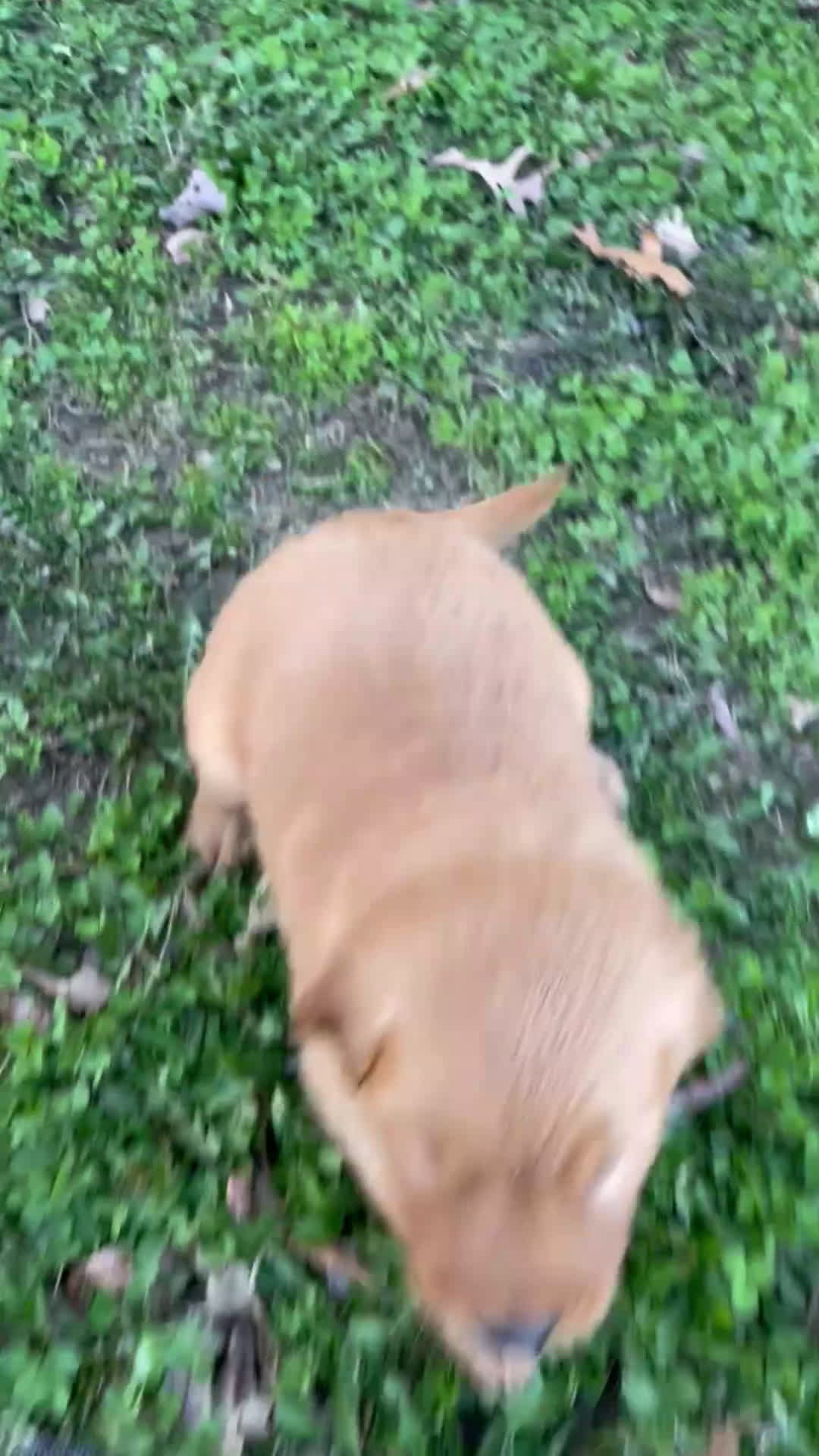 Golden Retriever dogs for sale: Duke - Video 4